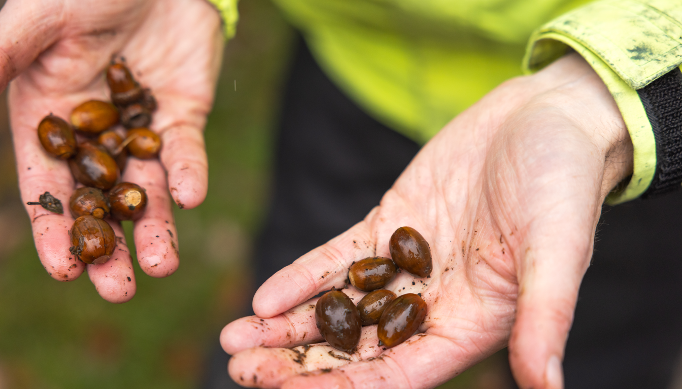 Two hands holding acorns